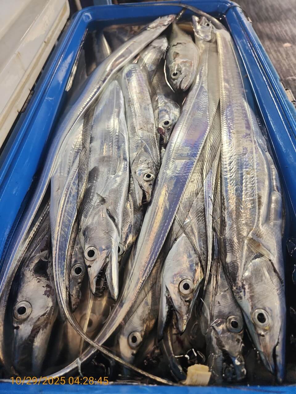 4b11a8295ed8c040adcef05a35297c2a_1761725258_4906.jpg 4b11a8295ed8c040adcef05a35297c2a_1761725258_4906.jpg