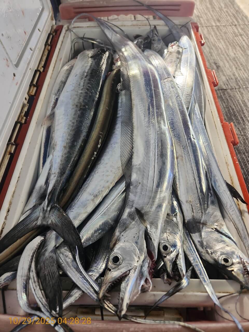 4b11a8295ed8c040adcef05a35297c2a_1761725260_2509.jpg 4b11a8295ed8c040adcef05a35297c2a_1761725260_2509.jpg