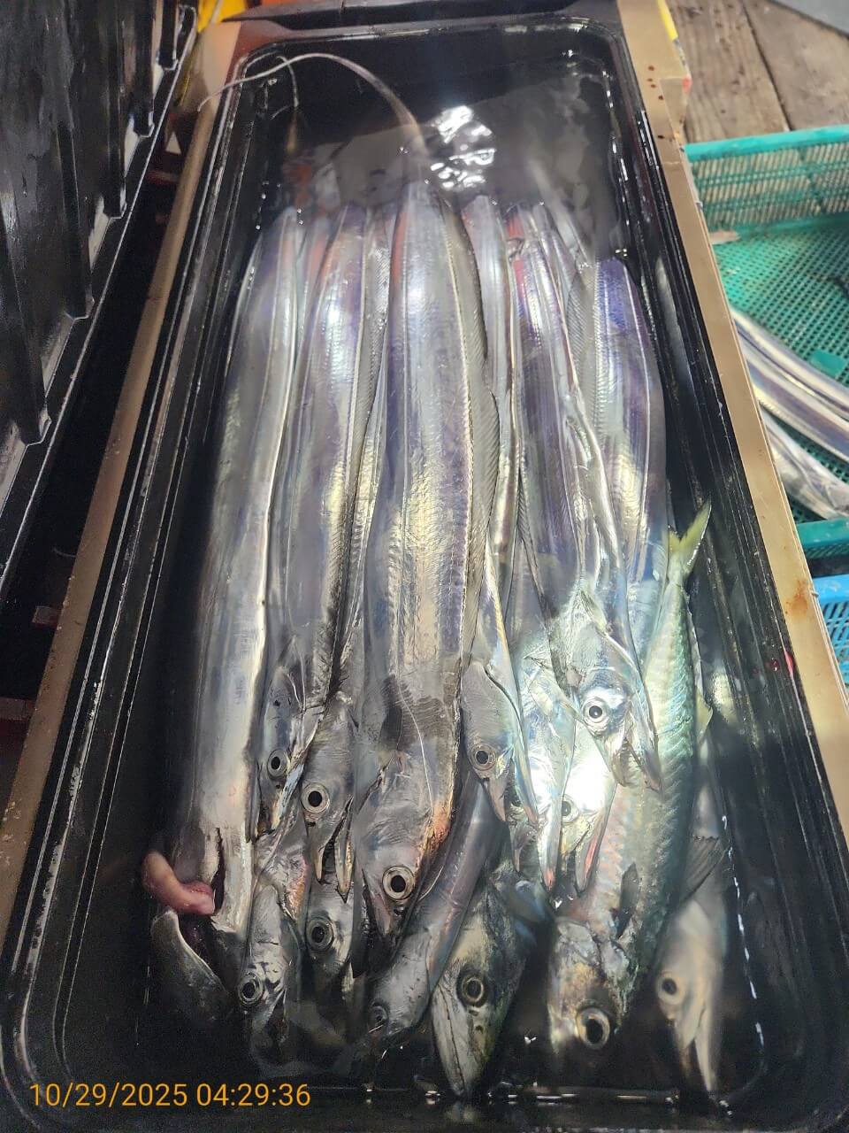 4b11a8295ed8c040adcef05a35297c2a_1761725262_2789.jpg 4b11a8295ed8c040adcef05a35297c2a_1761725262_2789.jpg