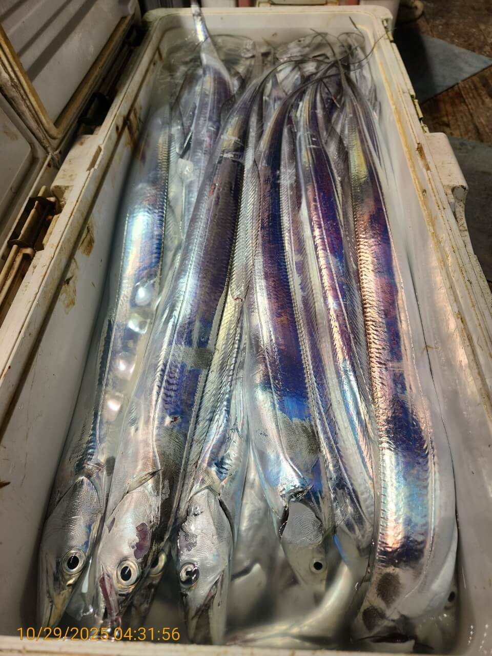 4b11a8295ed8c040adcef05a35297c2a_1761725264_253.jpg 4b11a8295ed8c040adcef05a35297c2a_1761725264_253.jpg