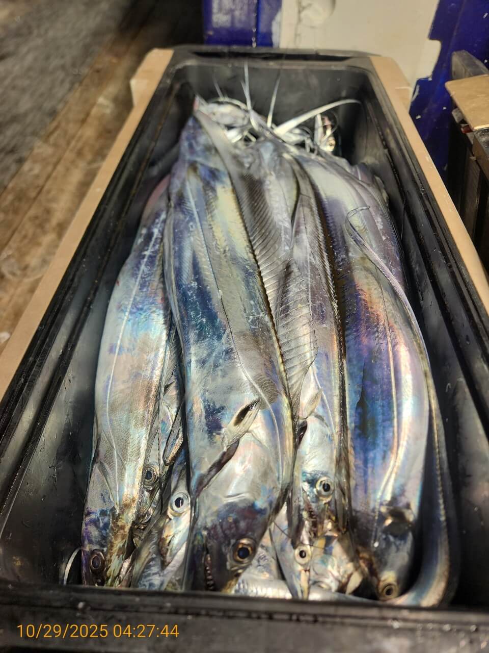 4b11a8295ed8c040adcef05a35297c2a_1761725265_9348.jpg 4b11a8295ed8c040adcef05a35297c2a_1761725265_9348.jpg