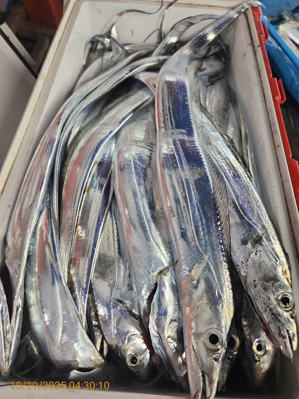 4b11a8295ed8c040adcef05a35297c2a_1761725267_4584.jpg 4b11a8295ed8c040adcef05a35297c2a_1761725267_4584.jpg