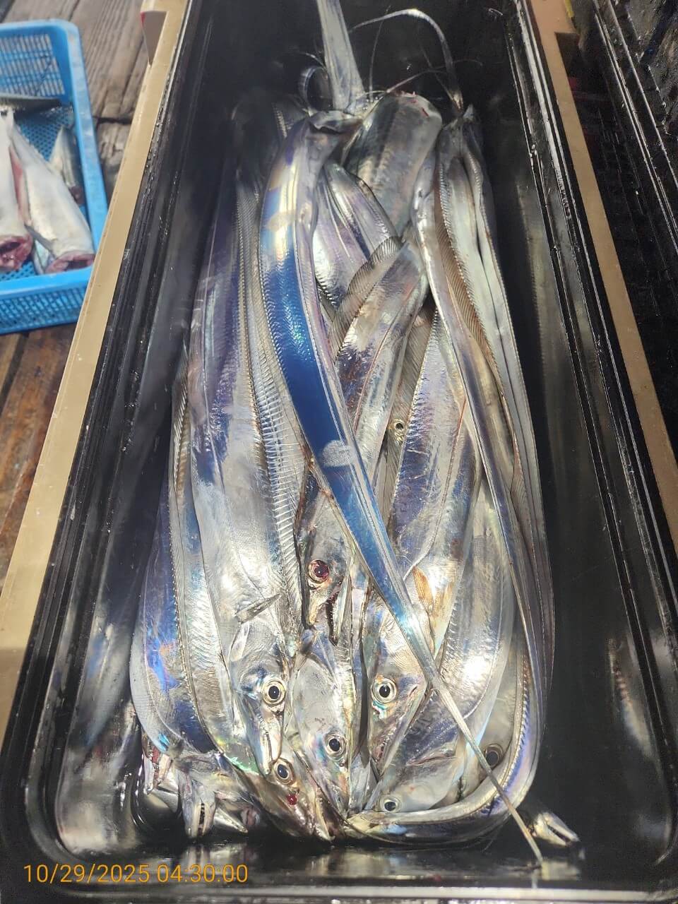 4b11a8295ed8c040adcef05a35297c2a_1761725268_813.jpg 4b11a8295ed8c040adcef05a35297c2a_1761725268_813.jpg