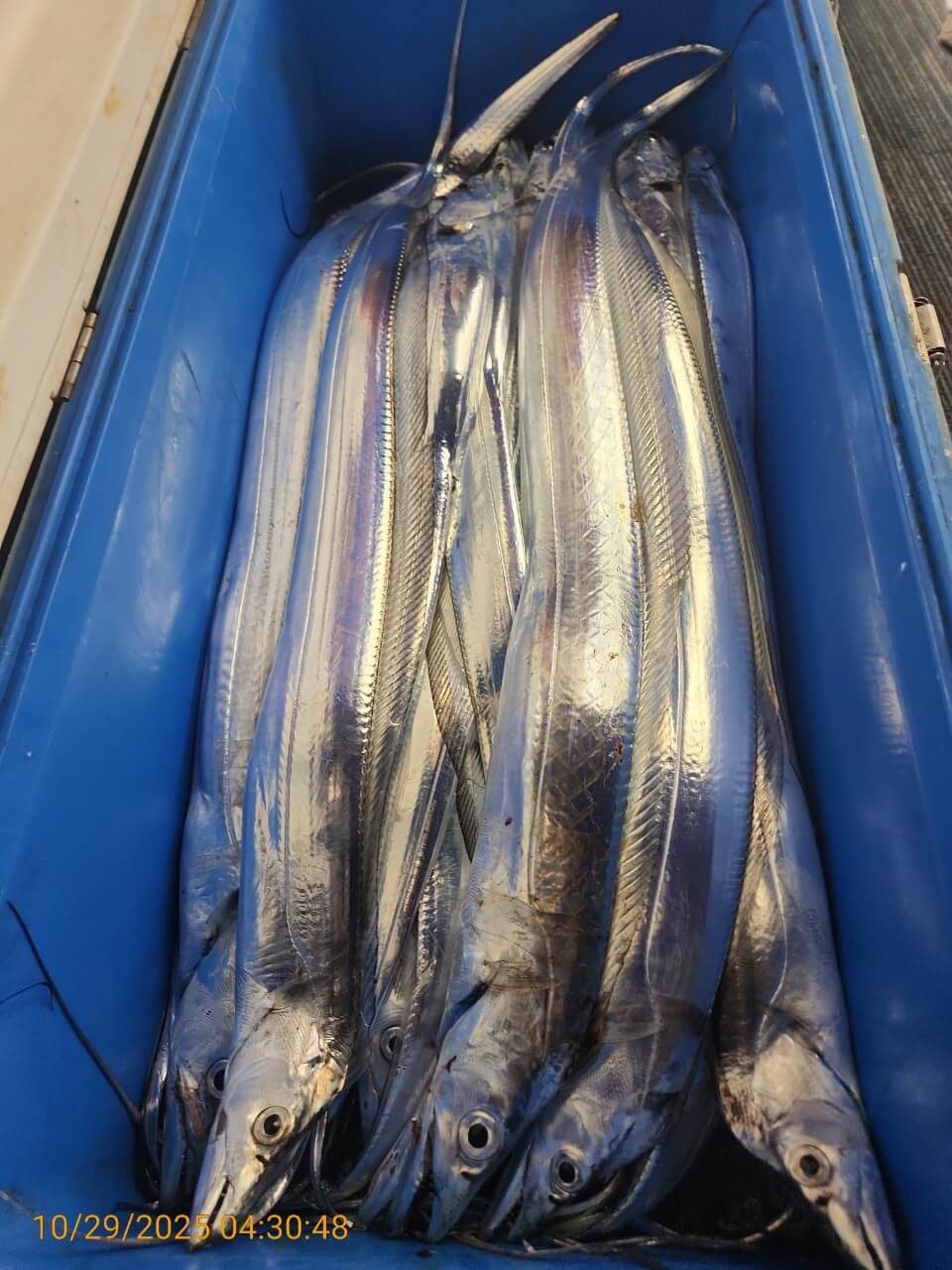 4b11a8295ed8c040adcef05a35297c2a_1761725287_1389.jpg 4b11a8295ed8c040adcef05a35297c2a_1761725287_1389.jpg