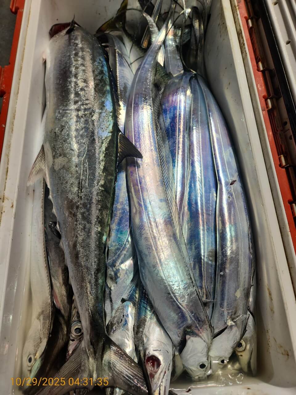 4b11a8295ed8c040adcef05a35297c2a_1761725288_9402.jpg 4b11a8295ed8c040adcef05a35297c2a_1761725288_9402.jpg