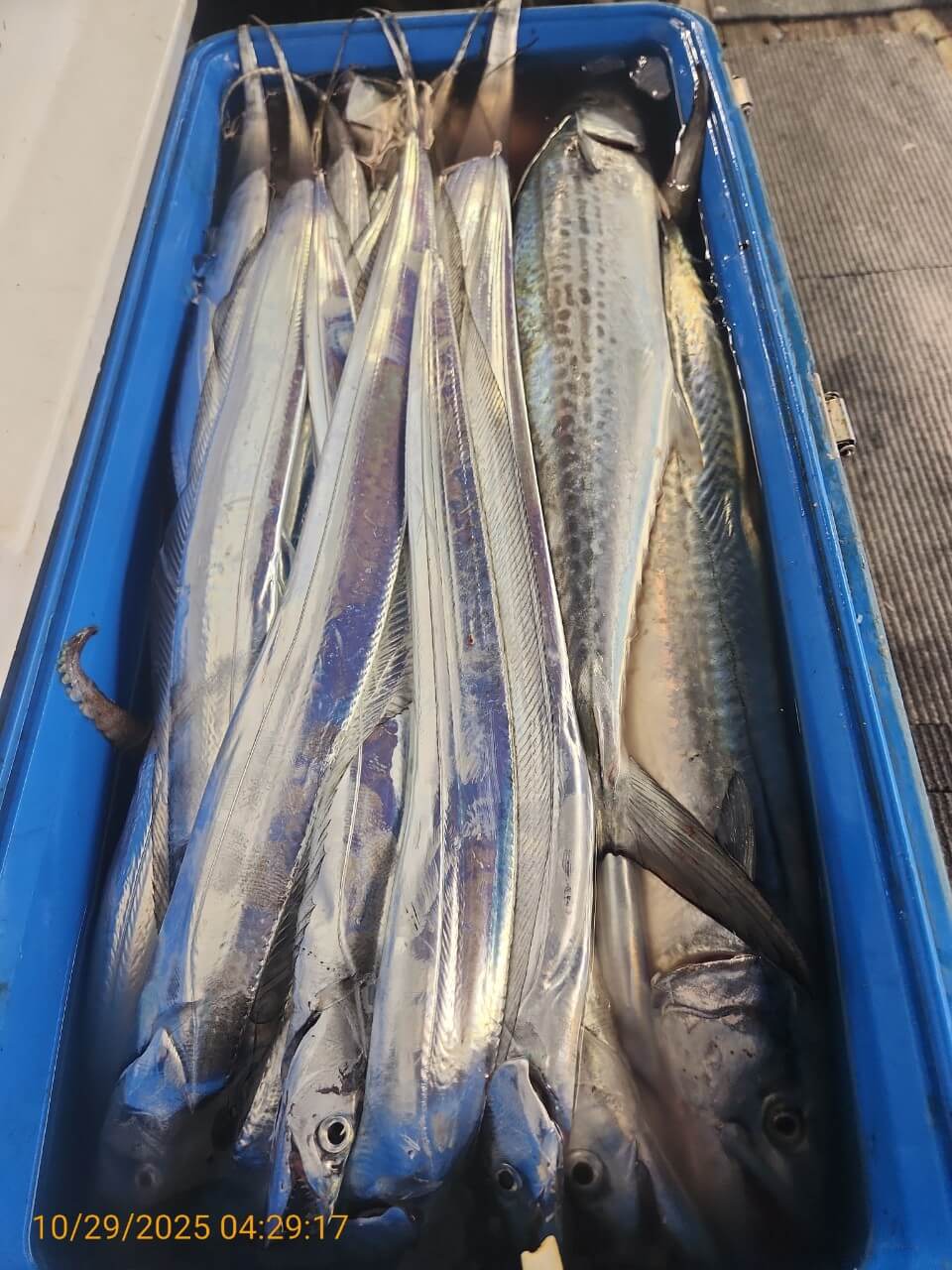 4b11a8295ed8c040adcef05a35297c2a_1761725290_7297.jpg 4b11a8295ed8c040adcef05a35297c2a_1761725290_7297.jpg