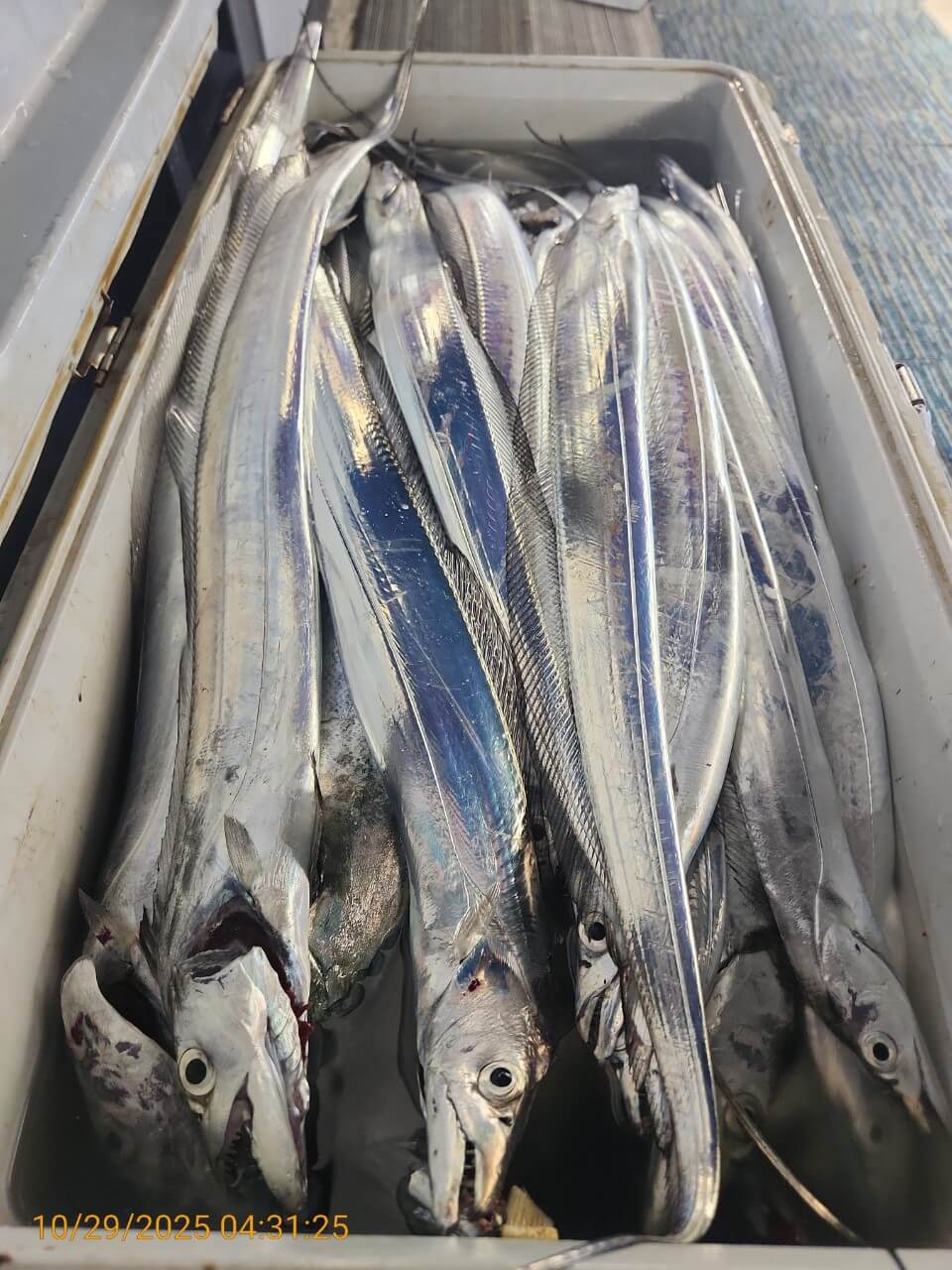 4b11a8295ed8c040adcef05a35297c2a_1761725292_4538.jpg 4b11a8295ed8c040adcef05a35297c2a_1761725292_4538.jpg