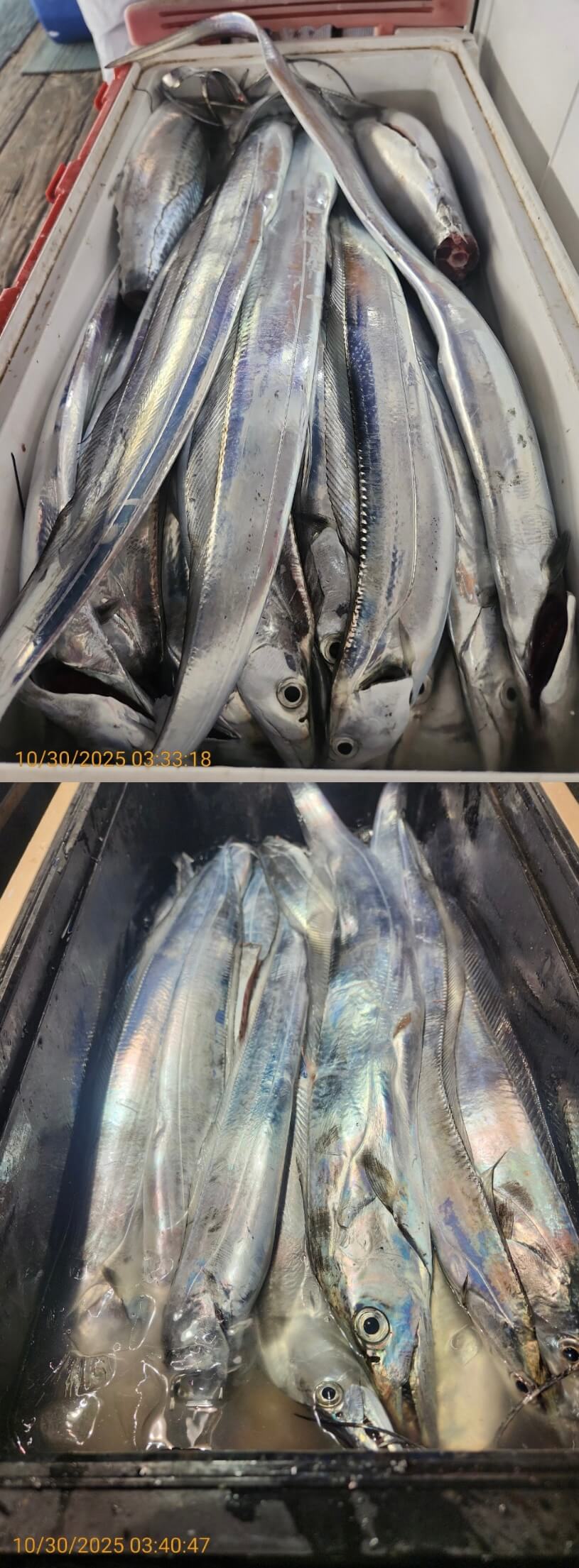 6539c2bf16f80307babbc9f1e3464be5_1761792636_3231.jpg 6539c2bf16f80307babbc9f1e3464be5_1761792636_3231.jpg