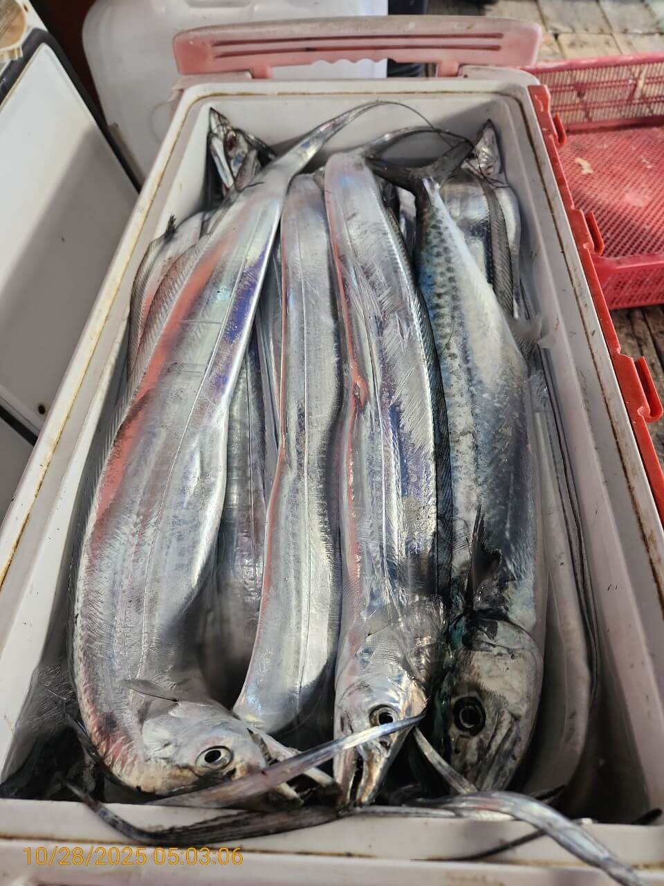 8bf8d0a7e057b73ef877812b922d9506_1761624835_6749.jpg 8bf8d0a7e057b73ef877812b922d9506_1761624835_6749.jpg