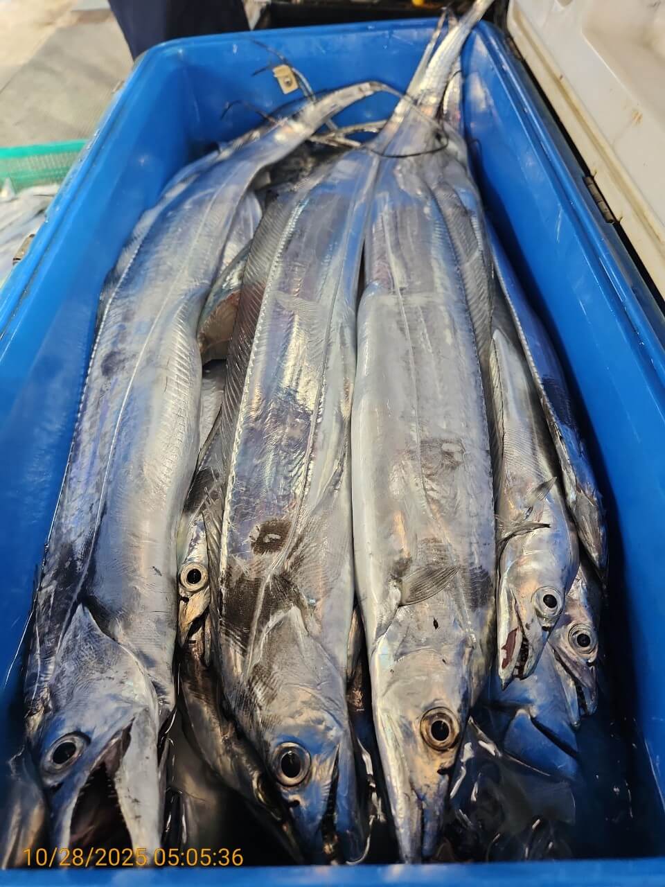 8bf8d0a7e057b73ef877812b922d9506_1761624839_0242.jpg 8bf8d0a7e057b73ef877812b922d9506_1761624839_0242.jpg