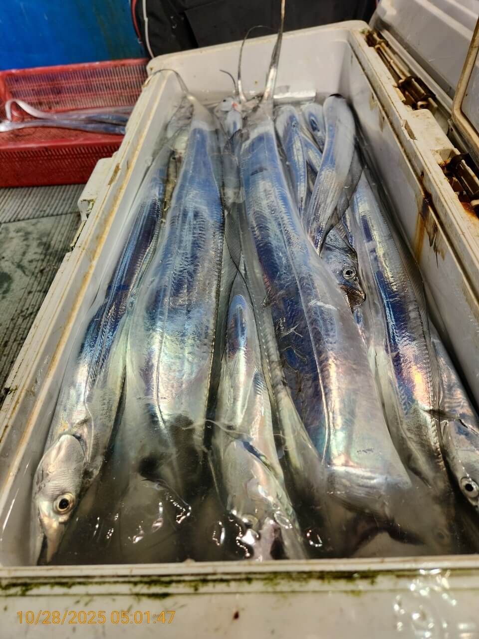 8bf8d0a7e057b73ef877812b922d9506_1761624840_5608.jpg 8bf8d0a7e057b73ef877812b922d9506_1761624840_5608.jpg