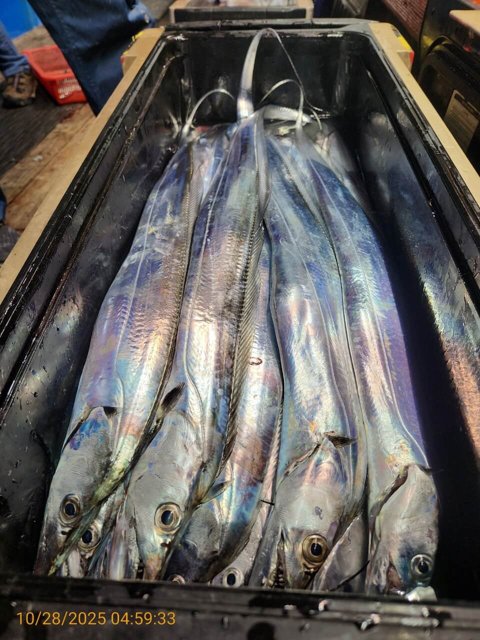 8bf8d0a7e057b73ef877812b922d9506_1761624841_8748.jpg 8bf8d0a7e057b73ef877812b922d9506_1761624841_8748.jpg