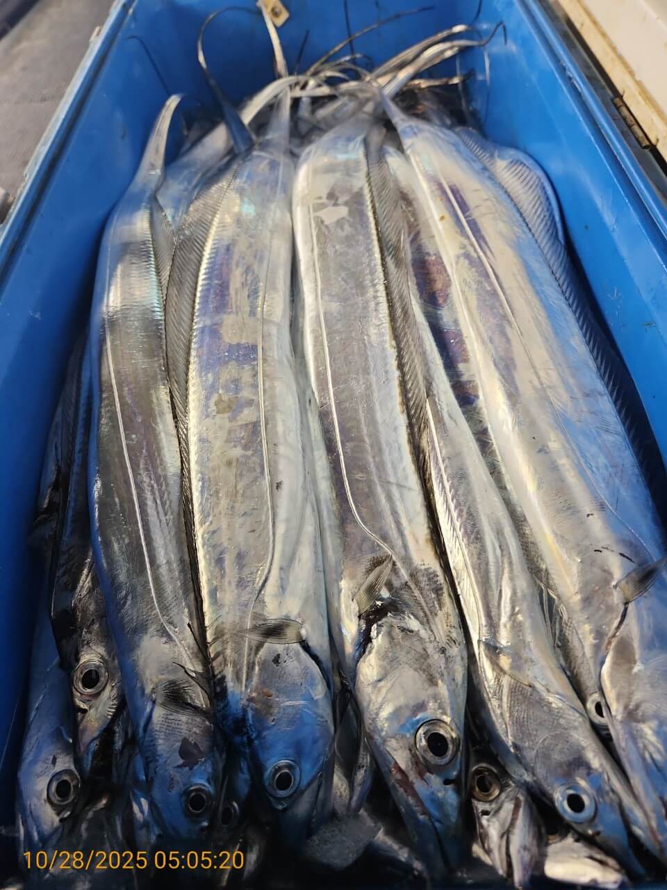 8bf8d0a7e057b73ef877812b922d9506_1761624843_2306.jpg 8bf8d0a7e057b73ef877812b922d9506_1761624843_2306.jpg