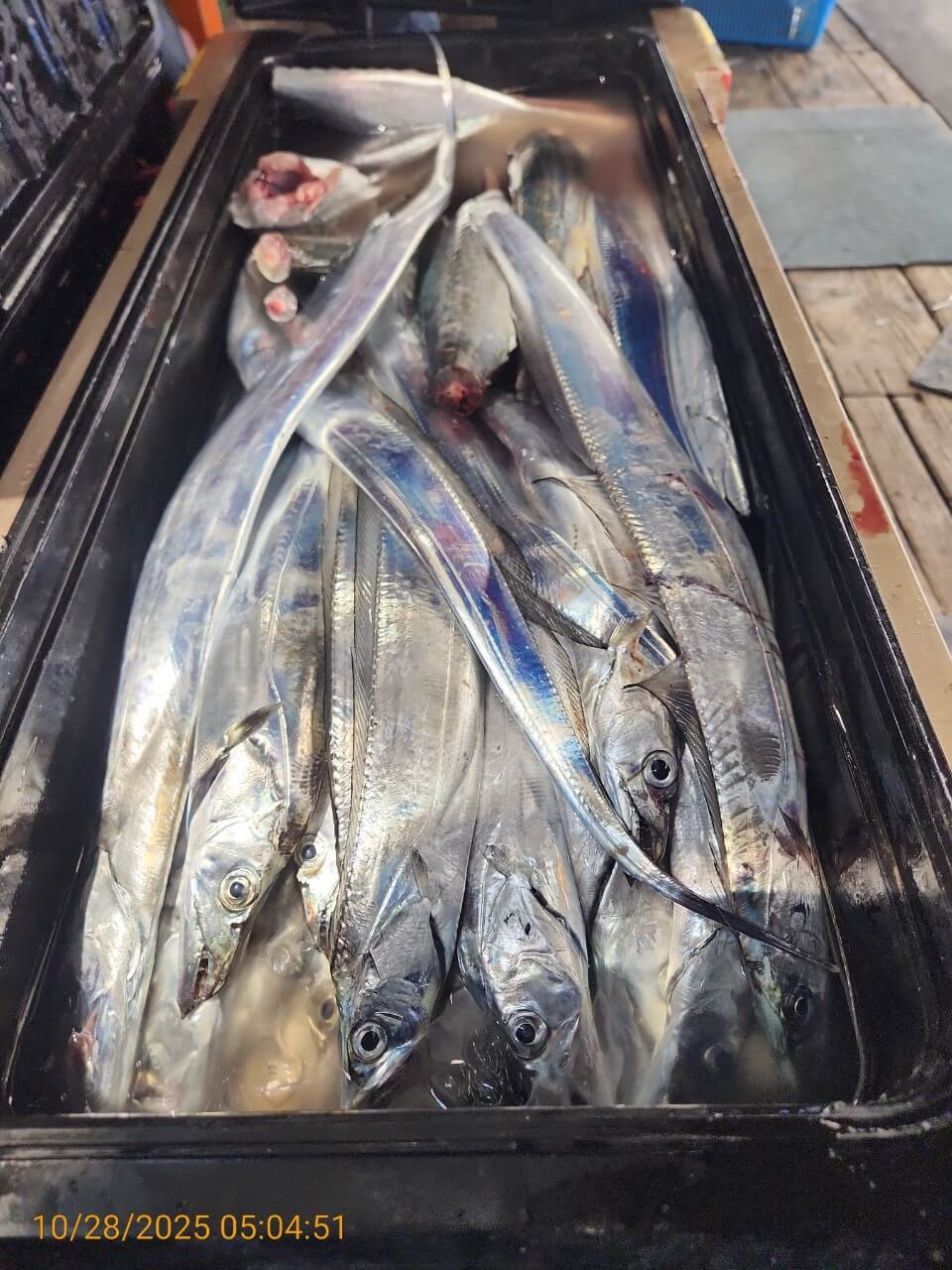 8bf8d0a7e057b73ef877812b922d9506_1761624844_502.jpg 8bf8d0a7e057b73ef877812b922d9506_1761624844_502.jpg