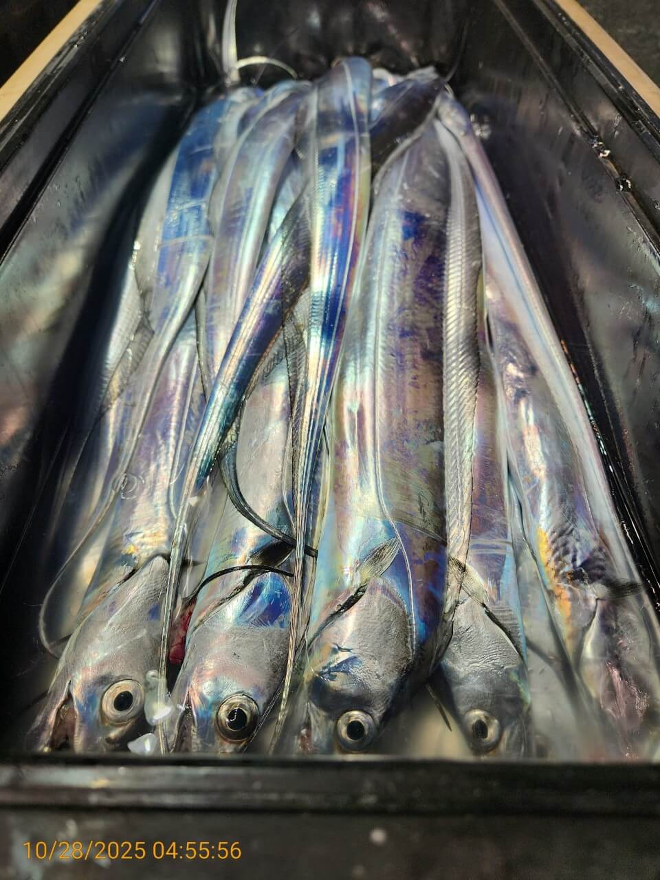 8bf8d0a7e057b73ef877812b922d9506_1761624845_9982.jpg 8bf8d0a7e057b73ef877812b922d9506_1761624845_9982.jpg