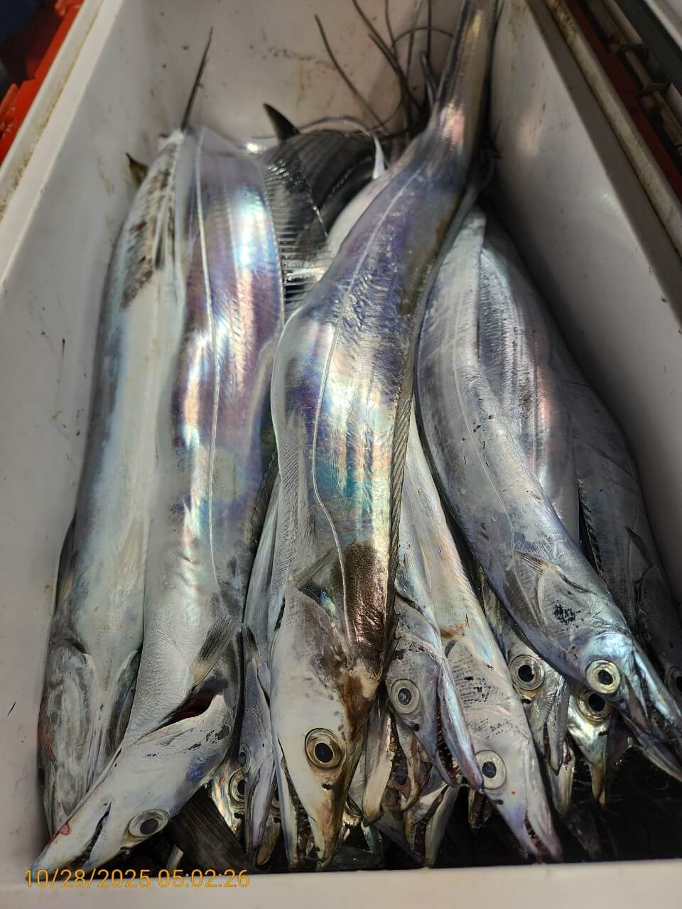 8bf8d0a7e057b73ef877812b922d9506_1761624847_396.jpg 8bf8d0a7e057b73ef877812b922d9506_1761624847_396.jpg