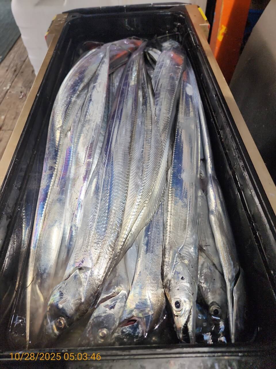 8bf8d0a7e057b73ef877812b922d9506_1761624849_3308.jpg 8bf8d0a7e057b73ef877812b922d9506_1761624849_3308.jpg