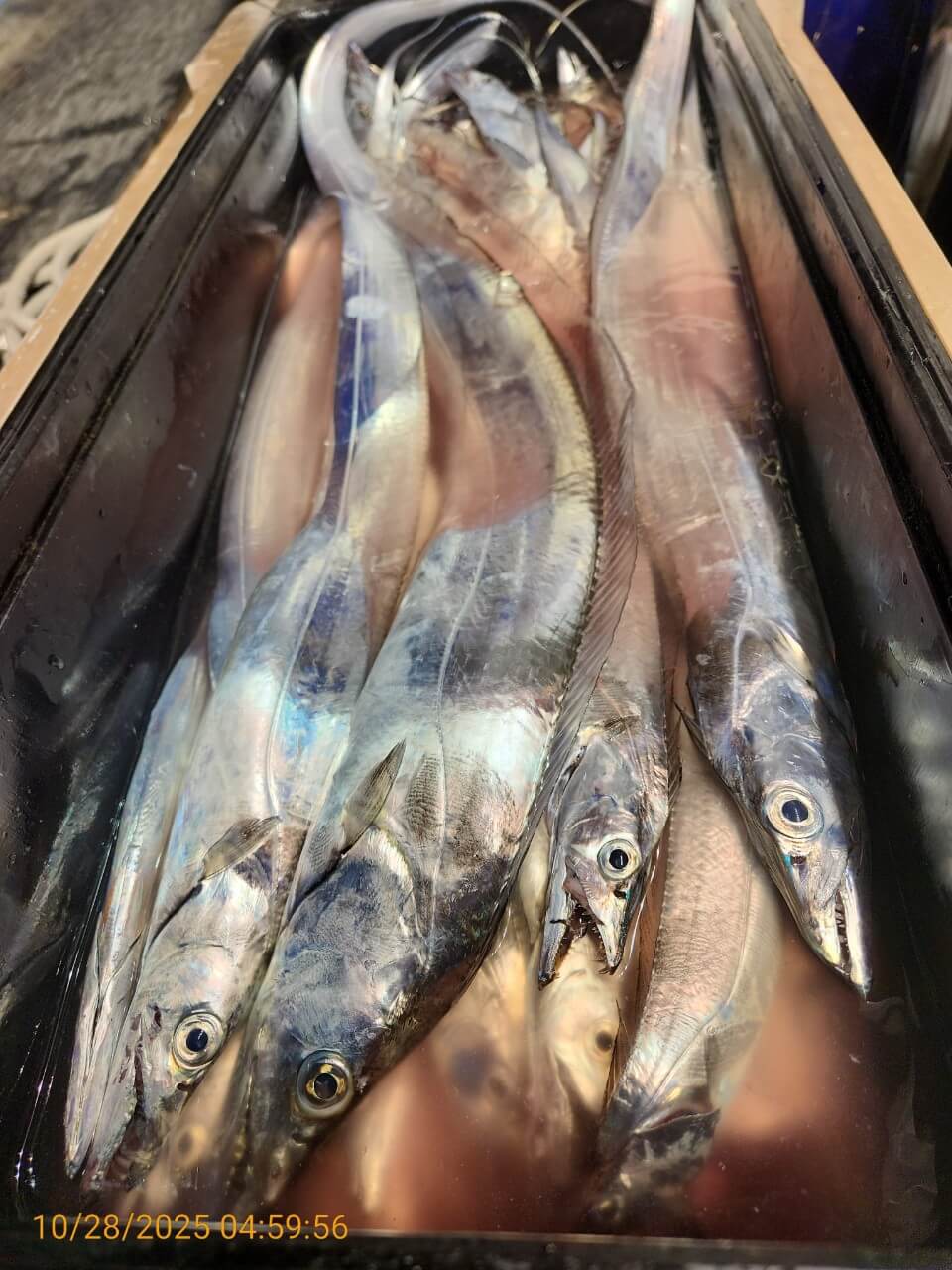 8bf8d0a7e057b73ef877812b922d9506_1761624851_2826.jpg 8bf8d0a7e057b73ef877812b922d9506_1761624851_2826.jpg