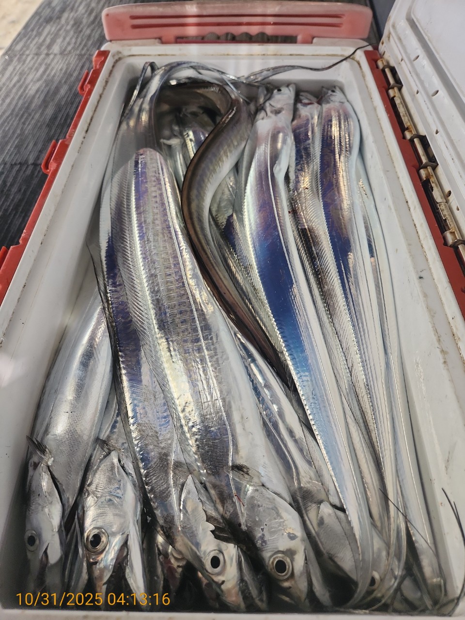 a6b066c11542b041ed37e92340025e53_1761894883_7931.jpg a6b066c11542b041ed37e92340025e53_1761894883_7931.jpg