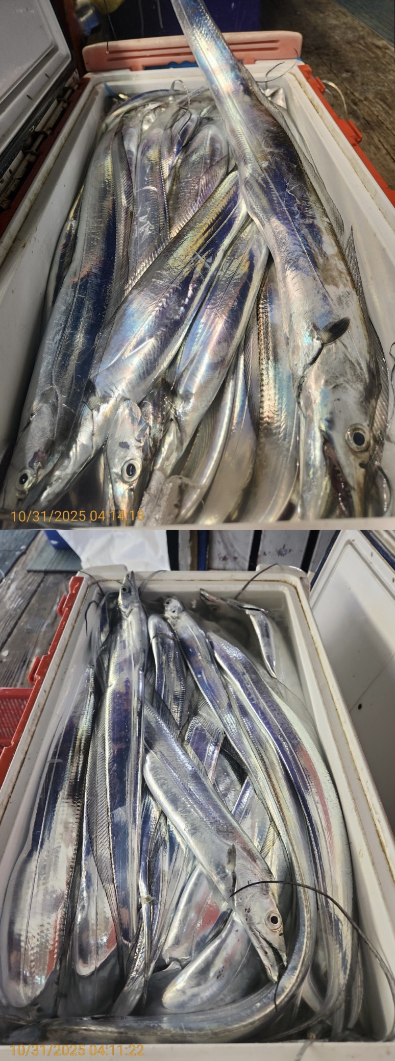 a6b066c11542b041ed37e92340025e53_1761894889_4498.jpg a6b066c11542b041ed37e92340025e53_1761894889_4498.jpg