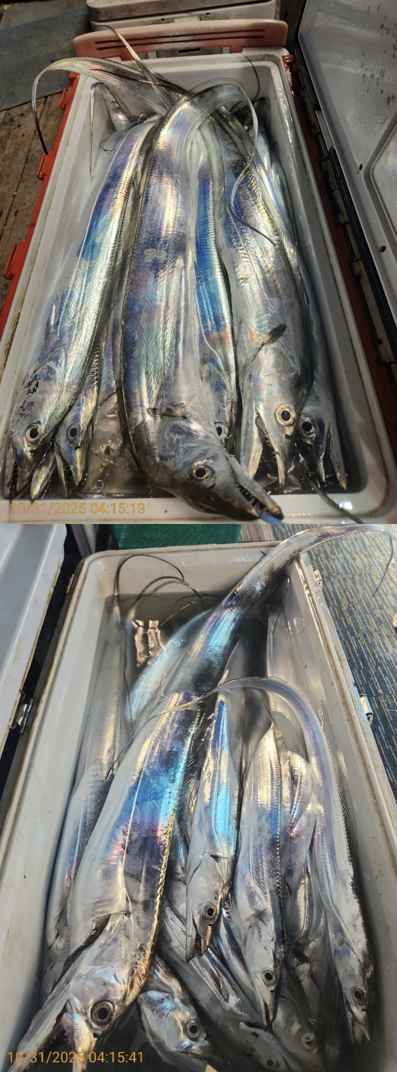 a6b066c11542b041ed37e92340025e53_1761894893_0693.jpg a6b066c11542b041ed37e92340025e53_1761894893_0693.jpg