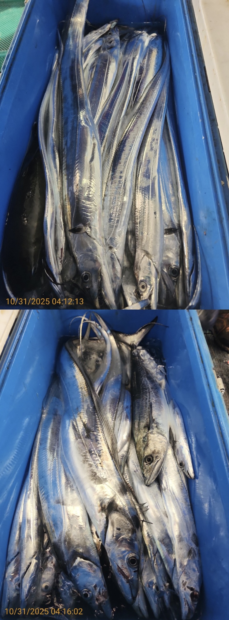 a6b066c11542b041ed37e92340025e53_1761894896_1438.jpg a6b066c11542b041ed37e92340025e53_1761894896_1438.jpg