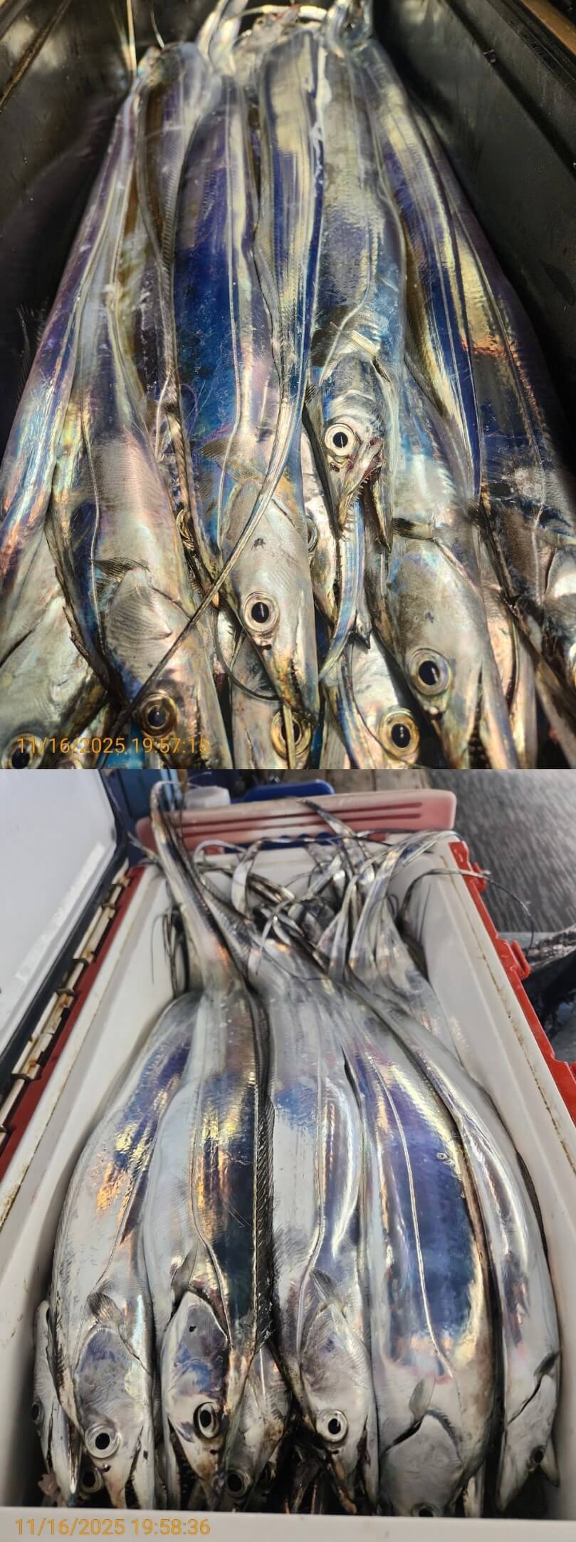 4697ee69534b394c1c7f7e01ad8f82cc_1763352040_5733.jpg 4697ee69534b394c1c7f7e01ad8f82cc_1763352040_5733.jpg