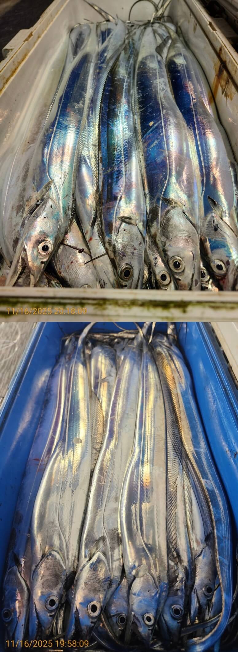 4697ee69534b394c1c7f7e01ad8f82cc_1763352041_6959.jpg 4697ee69534b394c1c7f7e01ad8f82cc_1763352041_6959.jpg