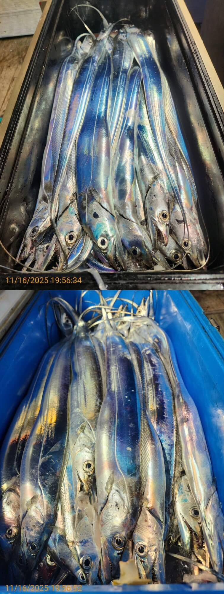 4697ee69534b394c1c7f7e01ad8f82cc_1763352043_7306.jpg 4697ee69534b394c1c7f7e01ad8f82cc_1763352043_7306.jpg