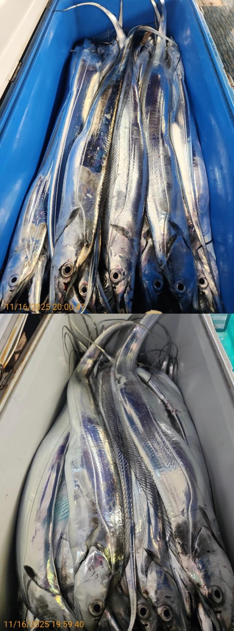 4697ee69534b394c1c7f7e01ad8f82cc_1763352044_7887.jpg 4697ee69534b394c1c7f7e01ad8f82cc_1763352044_7887.jpg