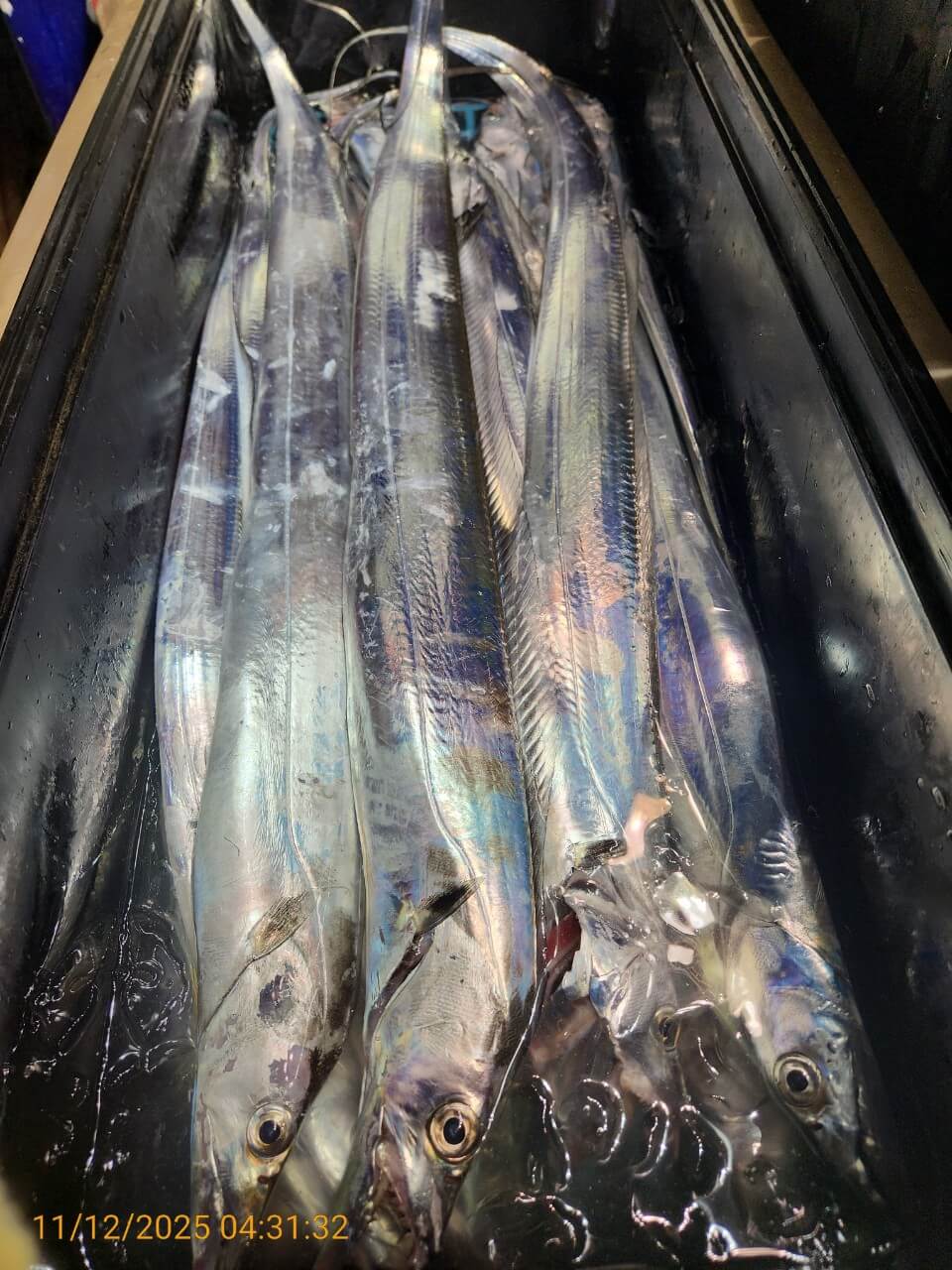 97a0eb5f8b992660c2f8690735a9823d_1762920362_059.jpg 97a0eb5f8b992660c2f8690735a9823d_1762920362_059.jpg