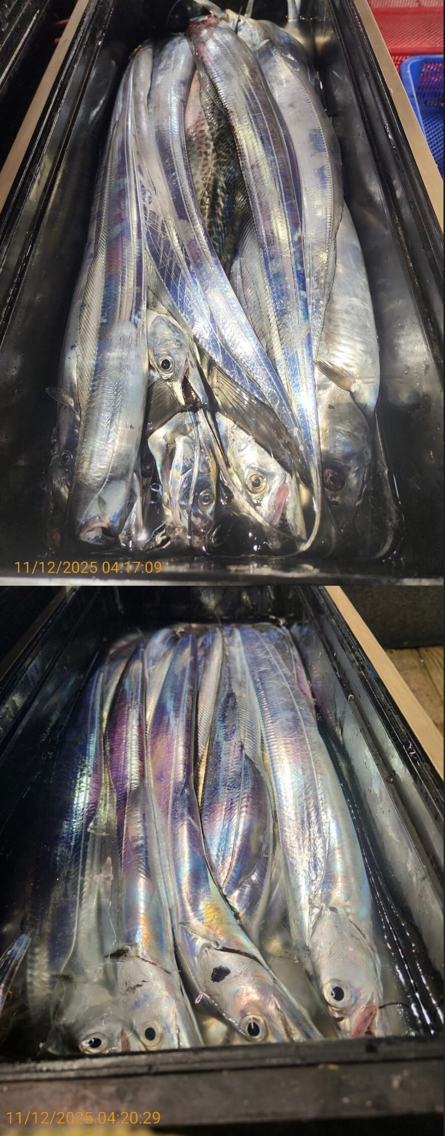 97a0eb5f8b992660c2f8690735a9823d_1762920366_1519.jpg 97a0eb5f8b992660c2f8690735a9823d_1762920366_1519.jpg