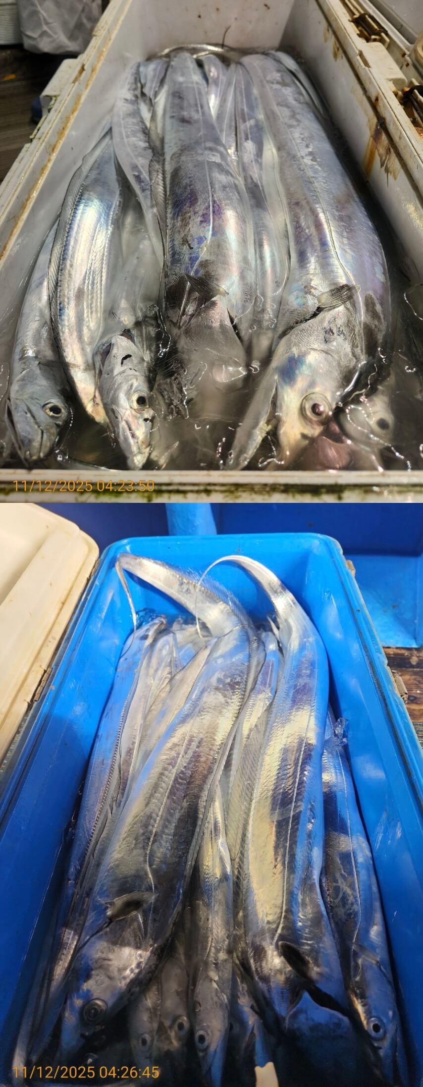 97a0eb5f8b992660c2f8690735a9823d_1762920367_4565.jpg 97a0eb5f8b992660c2f8690735a9823d_1762920367_4565.jpg