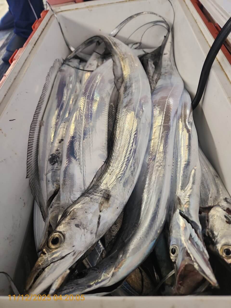 97a0eb5f8b992660c2f8690735a9823d_1762920371_4981.jpg 97a0eb5f8b992660c2f8690735a9823d_1762920371_4981.jpg