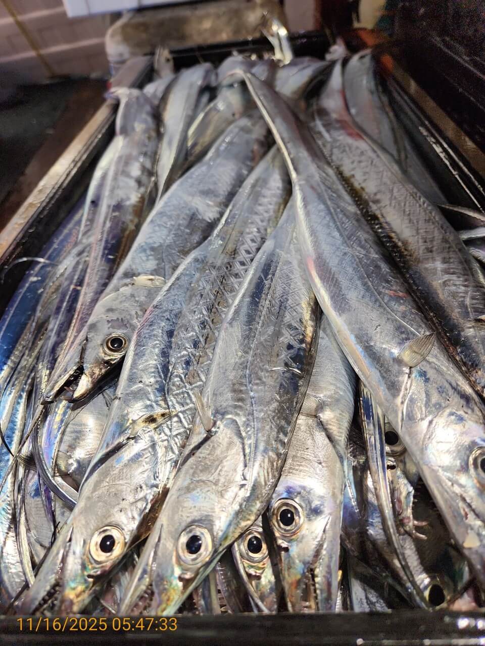 c17d1771e9236792cbf82e12e8316229_1763258020_8568.jpg c17d1771e9236792cbf82e12e8316229_1763258020_8568.jpg