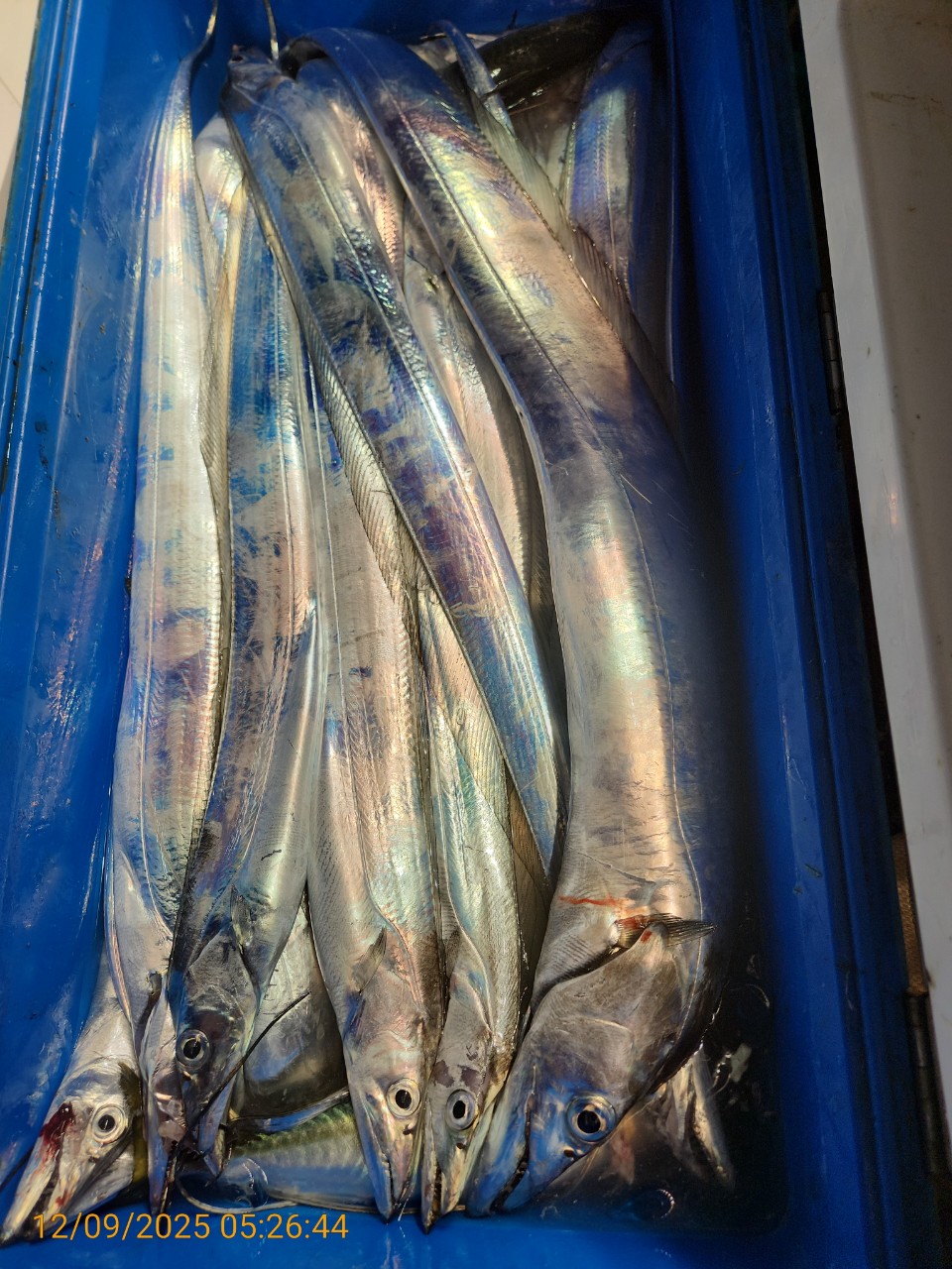 dd6e9da14314147593cecc623c4f73aa_1765344282_0737.jpg dd6e9da14314147593cecc623c4f73aa_1765344282_0737.jpg