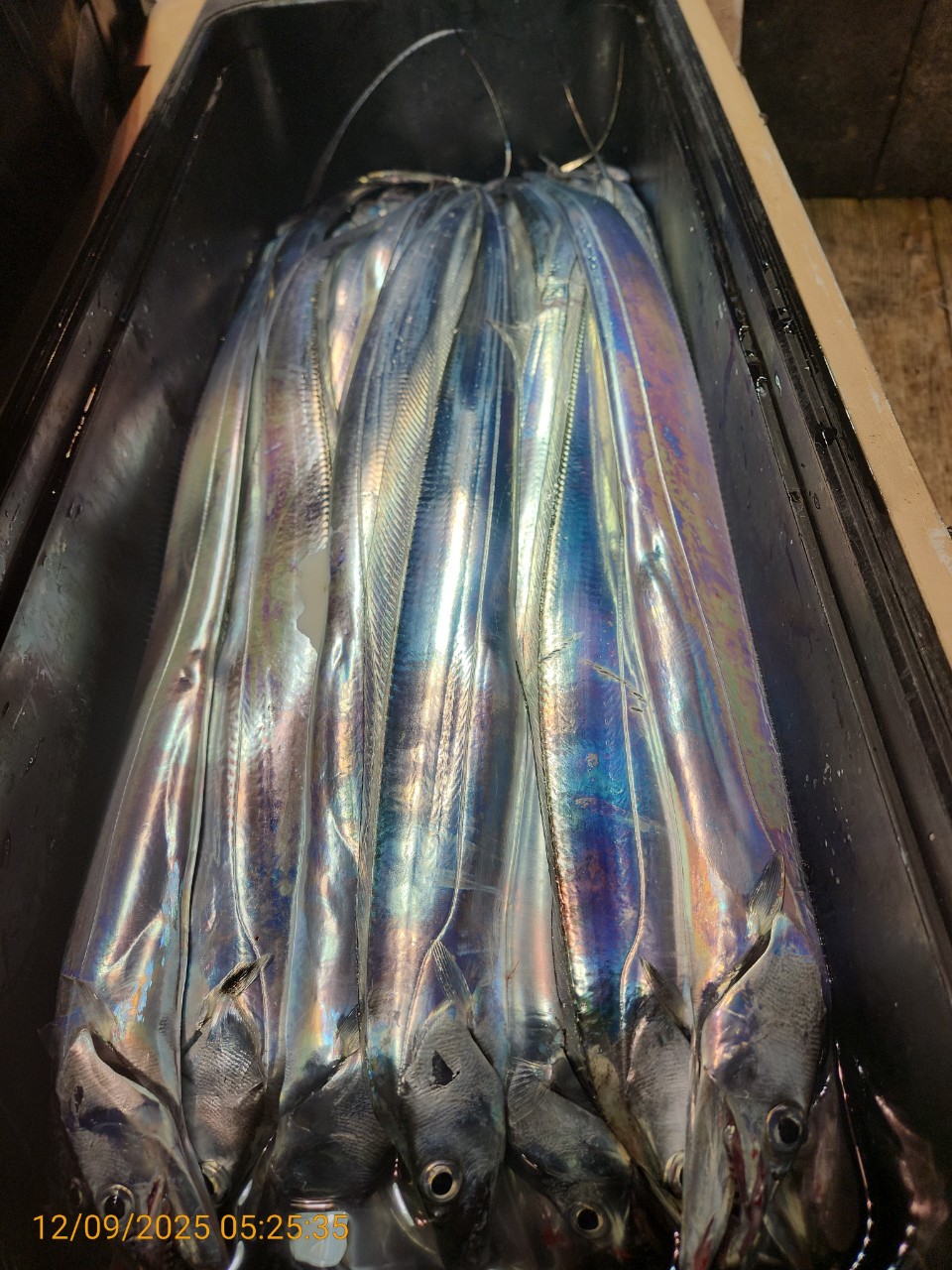 dd6e9da14314147593cecc623c4f73aa_1765344284_0032.jpg dd6e9da14314147593cecc623c4f73aa_1765344284_0032.jpg