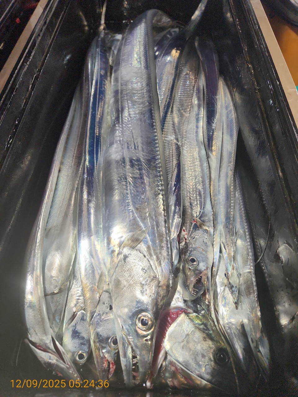 dd6e9da14314147593cecc623c4f73aa_1765344287_2033.jpg dd6e9da14314147593cecc623c4f73aa_1765344287_2033.jpg