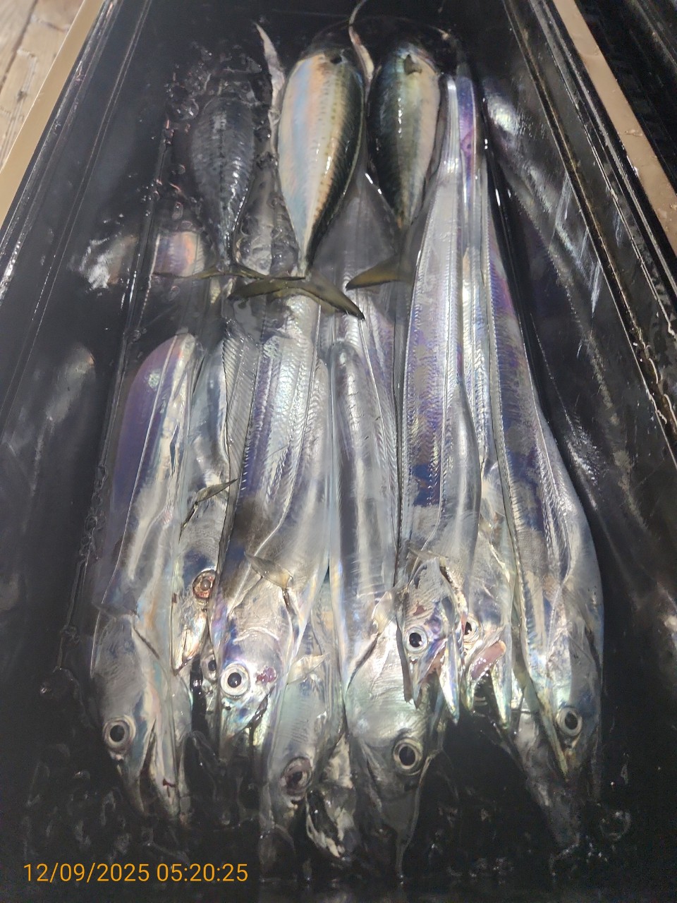 dd6e9da14314147593cecc623c4f73aa_1765344290_3659.jpg dd6e9da14314147593cecc623c4f73aa_1765344290_3659.jpg