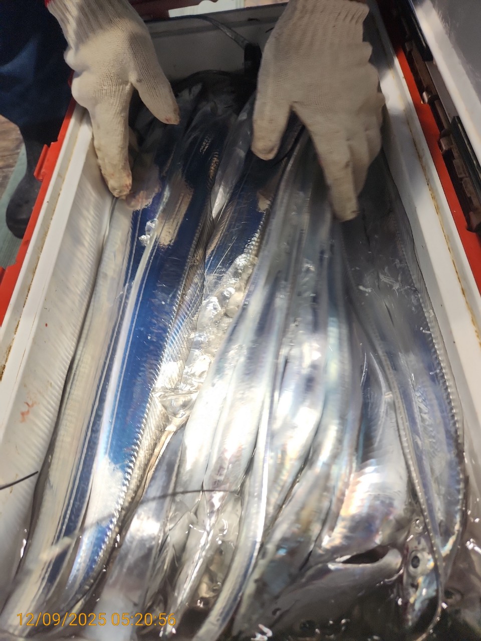 dd6e9da14314147593cecc623c4f73aa_1765344291_804.jpg dd6e9da14314147593cecc623c4f73aa_1765344291_804.jpg