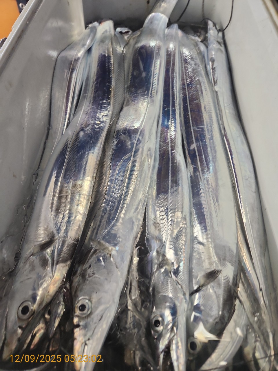 dd6e9da14314147593cecc623c4f73aa_1765344293_2013.jpg dd6e9da14314147593cecc623c4f73aa_1765344293_2013.jpg