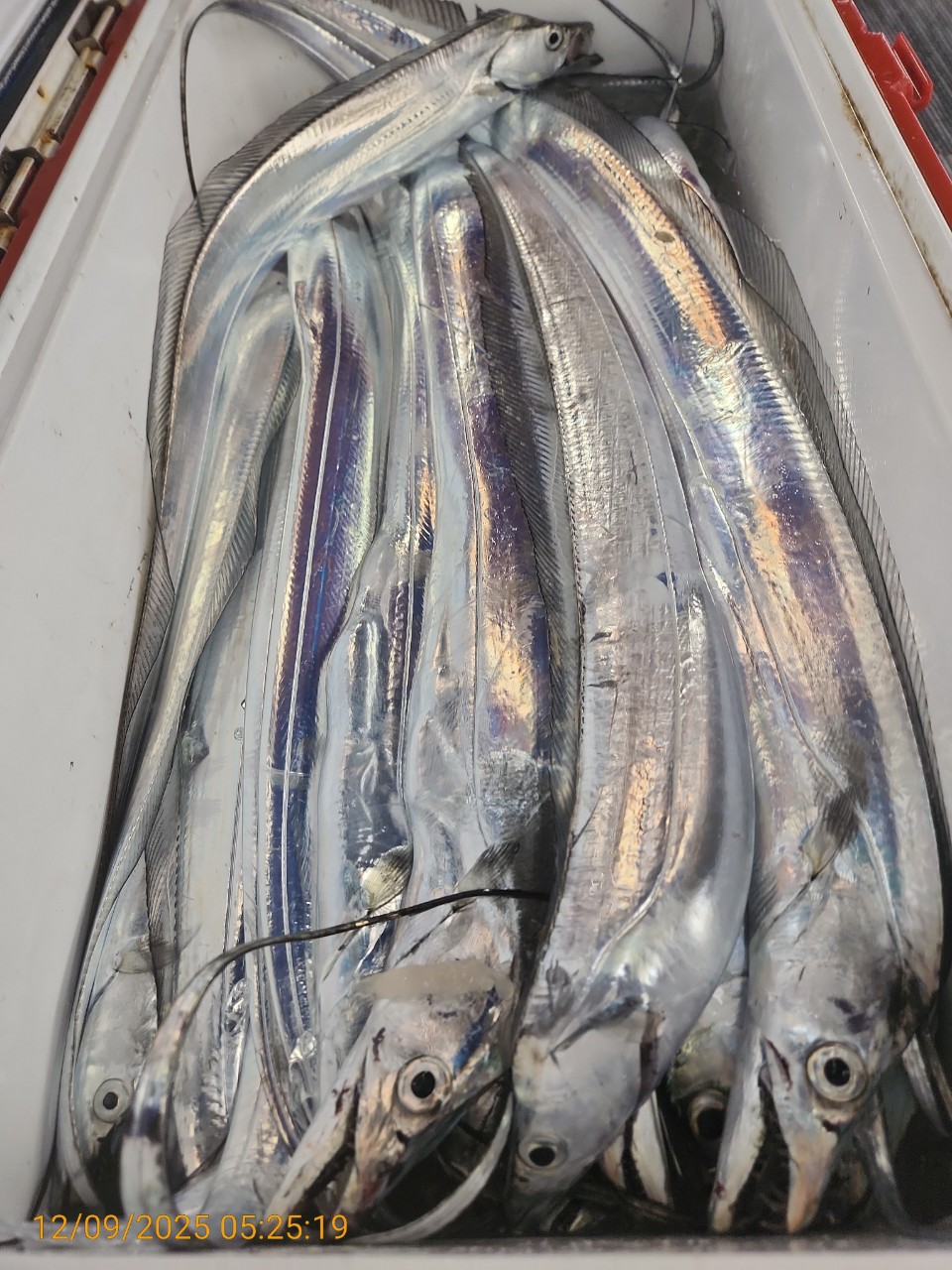 dd6e9da14314147593cecc623c4f73aa_1765344294_5769.jpg dd6e9da14314147593cecc623c4f73aa_1765344294_5769.jpg