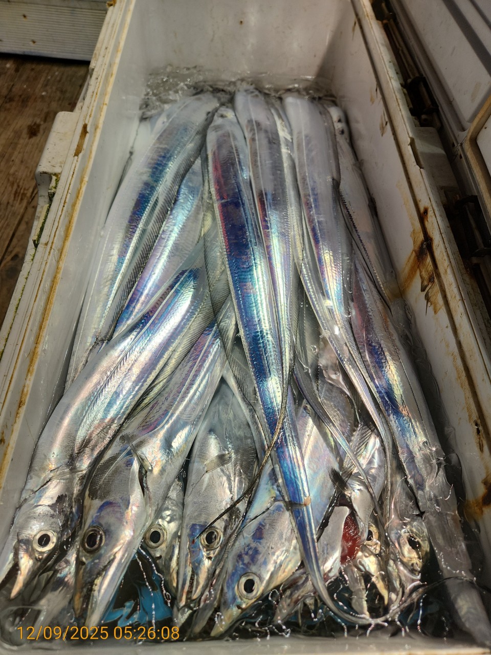 dd6e9da14314147593cecc623c4f73aa_1765344296_1078.jpg dd6e9da14314147593cecc623c4f73aa_1765344296_1078.jpg