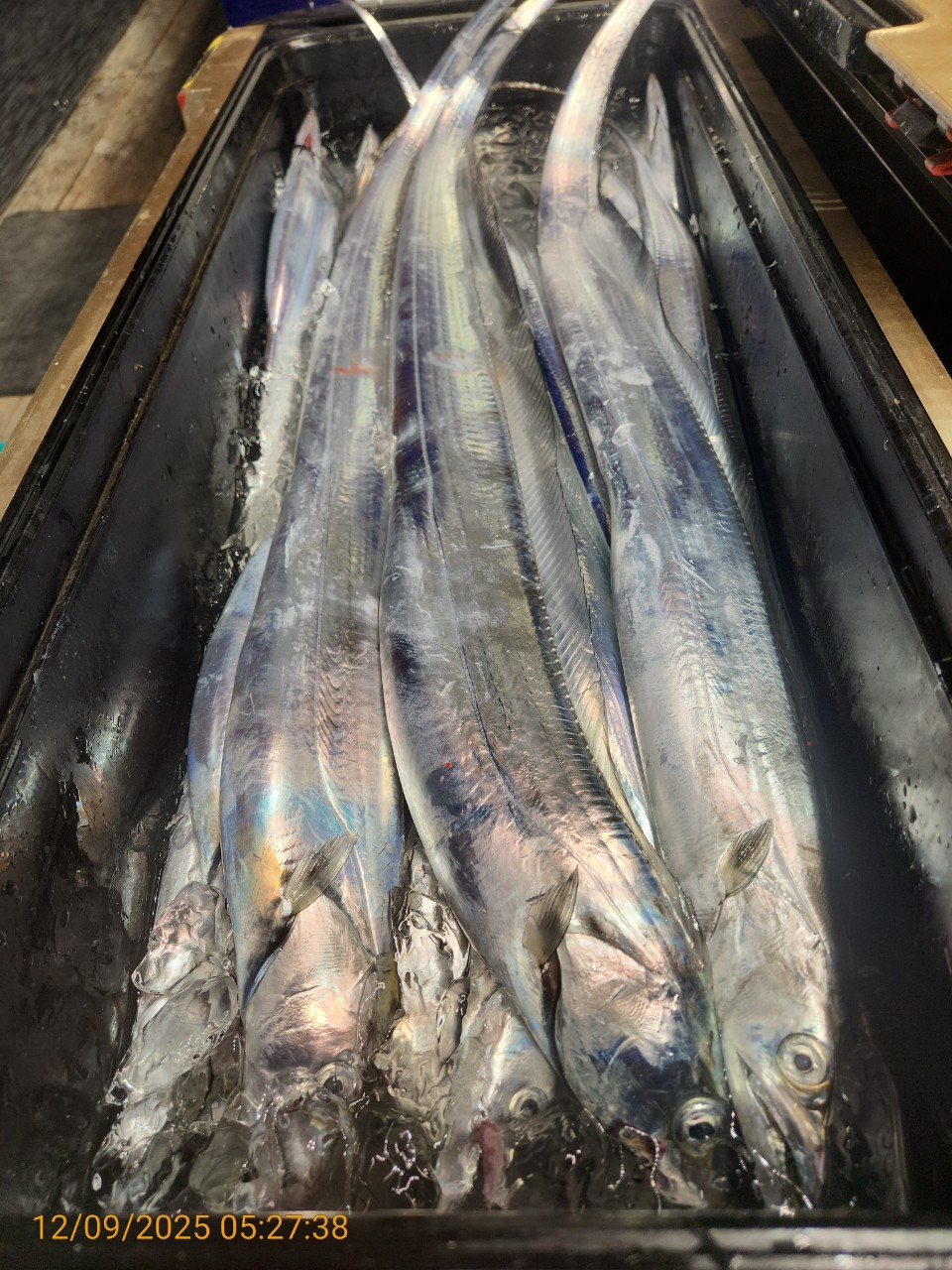 dd6e9da14314147593cecc623c4f73aa_1765344298_2296.jpg dd6e9da14314147593cecc623c4f73aa_1765344298_2296.jpg