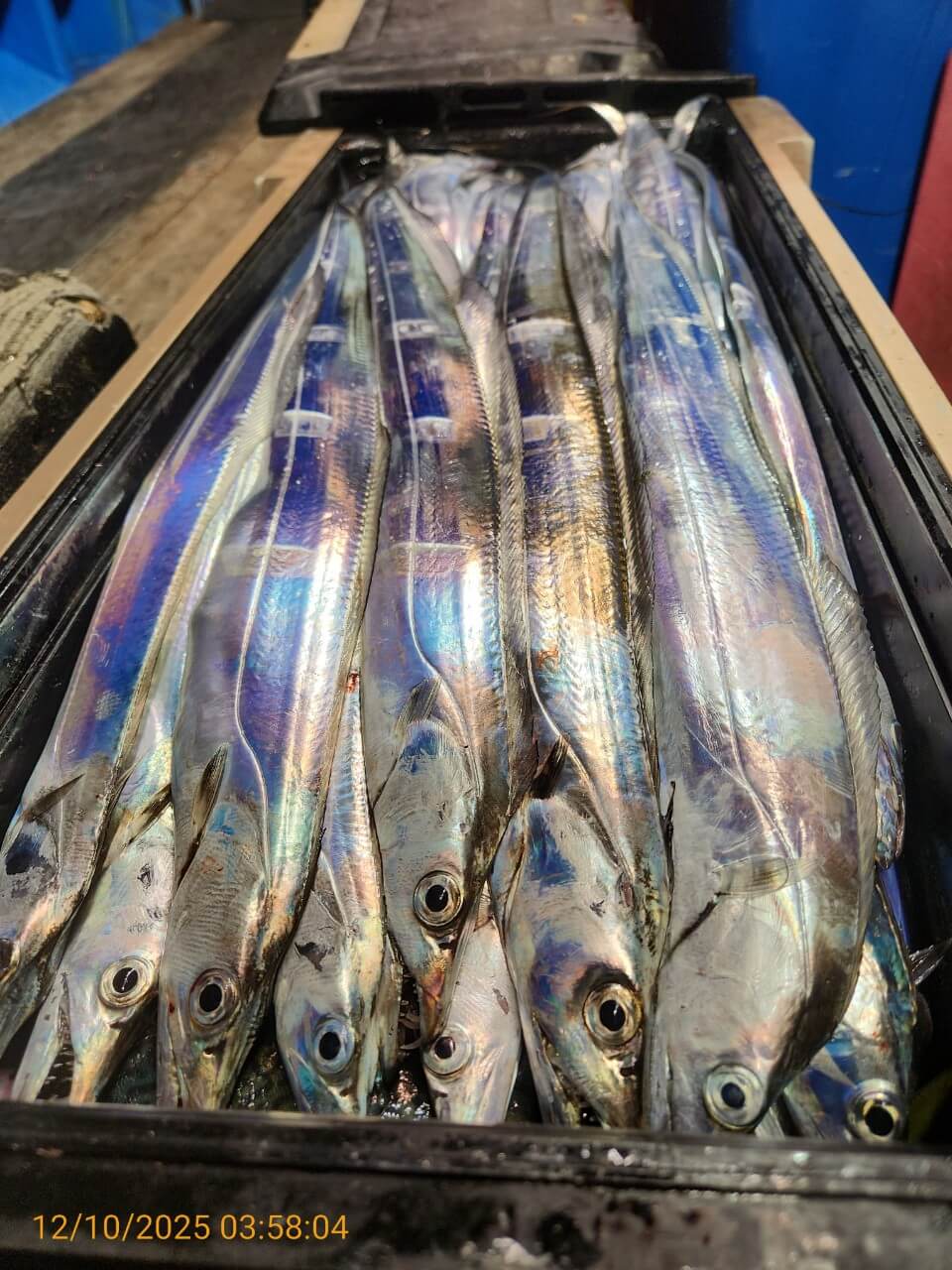 dd6e9da14314147593cecc623c4f73aa_1765344459_2895.jpg dd6e9da14314147593cecc623c4f73aa_1765344459_2895.jpg