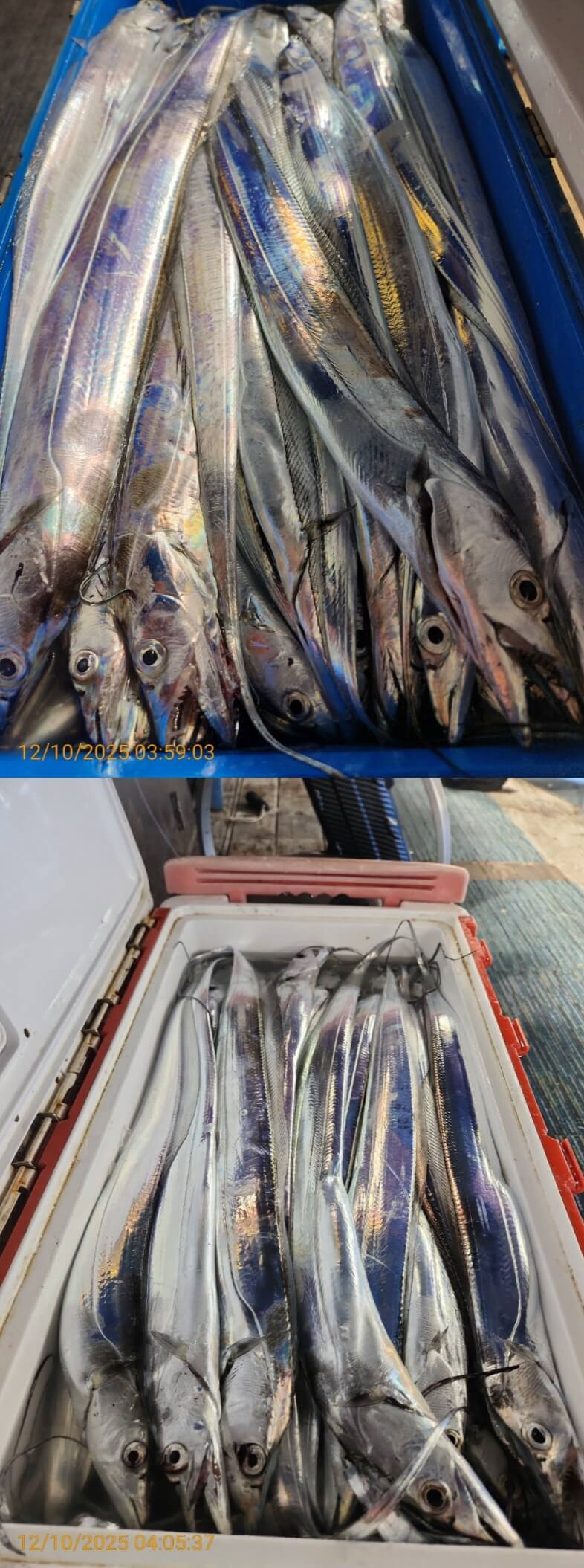 dd6e9da14314147593cecc623c4f73aa_1765344462_3451.jpg dd6e9da14314147593cecc623c4f73aa_1765344462_3451.jpg