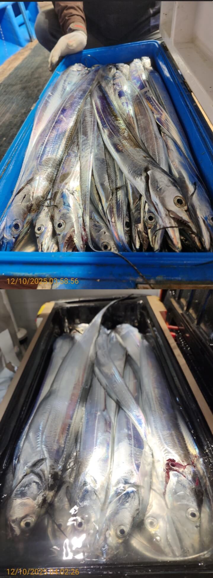 dd6e9da14314147593cecc623c4f73aa_1765344464_1619.jpg dd6e9da14314147593cecc623c4f73aa_1765344464_1619.jpg