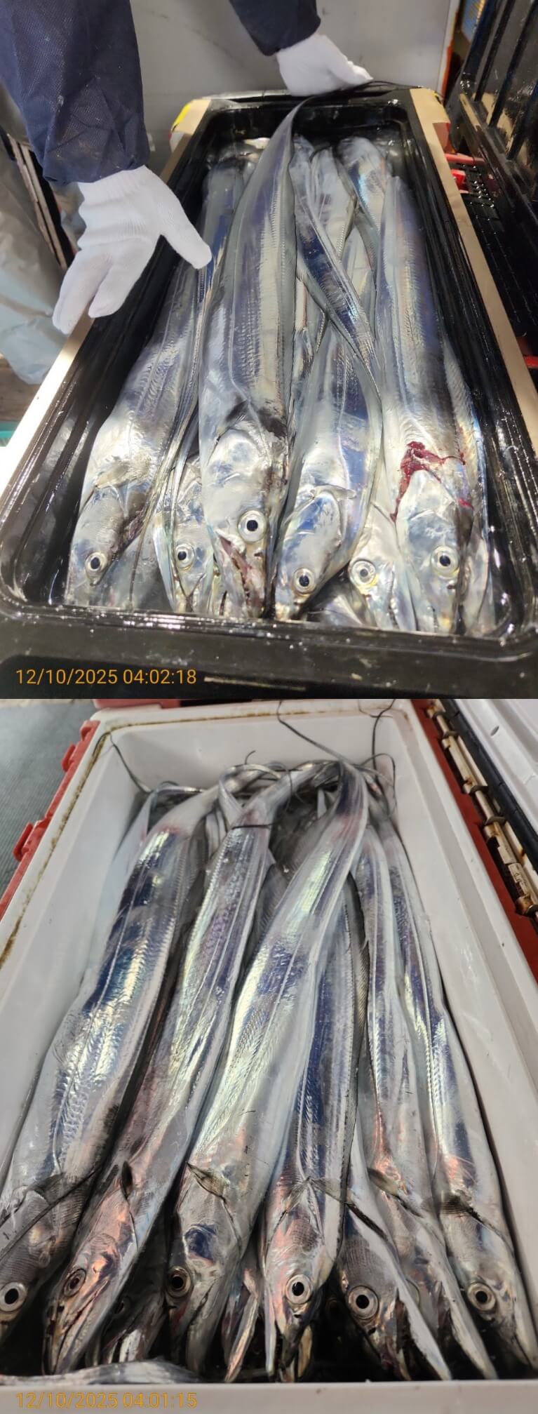 dd6e9da14314147593cecc623c4f73aa_1765344468_876.jpg dd6e9da14314147593cecc623c4f73aa_1765344468_876.jpg