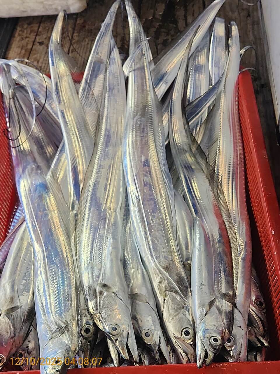 dd6e9da14314147593cecc623c4f73aa_1765344469_8092.jpg dd6e9da14314147593cecc623c4f73aa_1765344469_8092.jpg